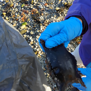 Capsule d'oeuf de raie échouée