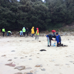 Récolte sur la plage